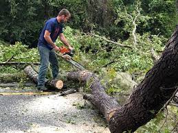 Best Arborist Consultation Services  in Lexington Park, MD