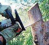 How Our Tree Care Process Works  in  Lexington Park, MD
