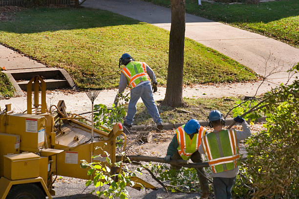 Best Tree Mulching  in Lexington Park, MD