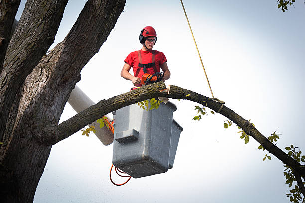 Best Tree Removal  in Lexington Park, MD